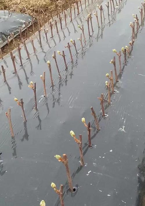 种植奶块葡萄的实用攻略（以游戏为主，教你如何搭建种植架）