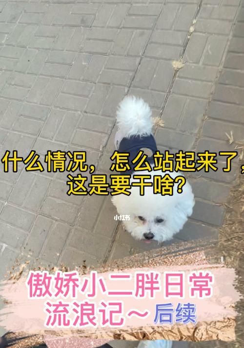 《流浪日记香烟——怎么得？怎么刷？》（一篇详细介绍流浪日记香烟获取方法的游戏攻略）