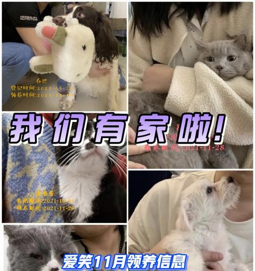 魔之谷宠物培养攻略（新手宠物培养指南，让你的宠物变强变厉害）