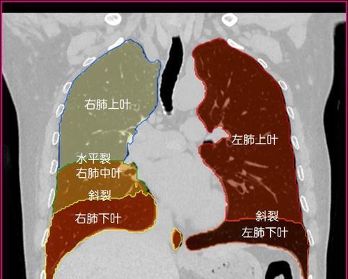 人体工厂（以游戏为主，掌握肺部循环的绝佳方法！）