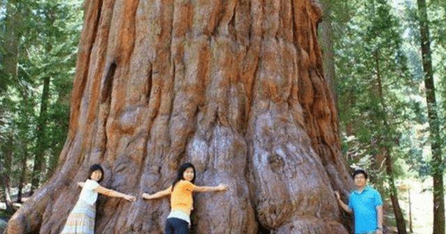 悠久之树伊尼特详解——探索强大的怪物世界（探索奇妙的游戏世界，体验神奇的冒险之旅）