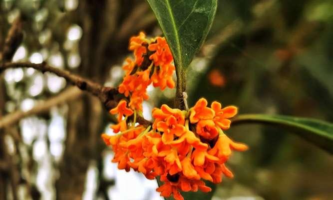 《神雕侠侣2》金秋花会玩法攻略（征战江湖独领风骚）
