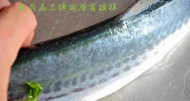 《探秘创造与魔法》中鲅鱼分布图及钓鲅技巧（掌握这些技巧，让你在游戏中轻松钓到鲅鱼！）