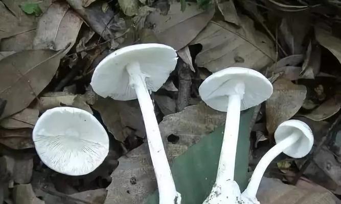 《游戏中的秘密武器——阿瑞斯病毒蘑菇》（探秘蘑菇获取方法，挑战游戏高难度）
