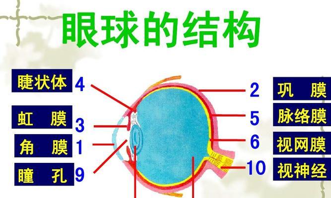 玩转人体工厂——视网膜成像通关技巧（探索视网膜成像秘密，解锁无限游戏乐趣！）