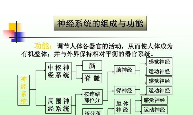 如何通关人体工厂的中枢神经游戏（掌握这些技巧）