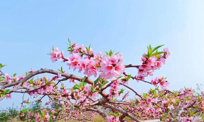 《探索绯红之境——希尔德嘉属性一览》（希尔德嘉技能、天赋、特点全面解析）