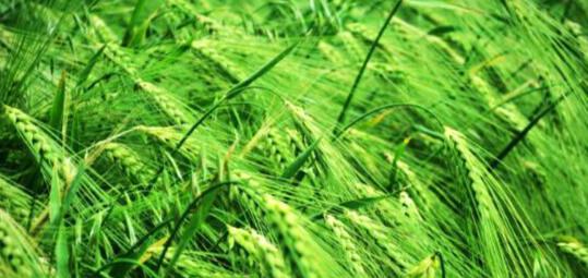 《手工星球小麦的获取技巧解析》（掌握游戏中获得小麦的秘诀）