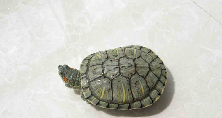 风暴对决乌龟大师怎么样？乌龟大师的技能和属性有哪些特点？