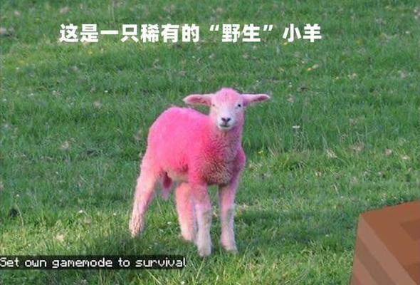 我的世界羊倒过来的方法是什么？