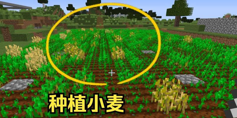 我的世界收割小麦的正确方法是什么？如何确保小麦收割效率？
