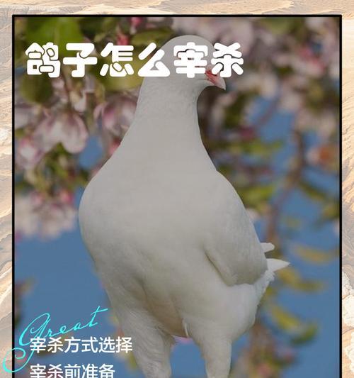 肉鸽技能更换方法是什么？更换技能后效果如何？