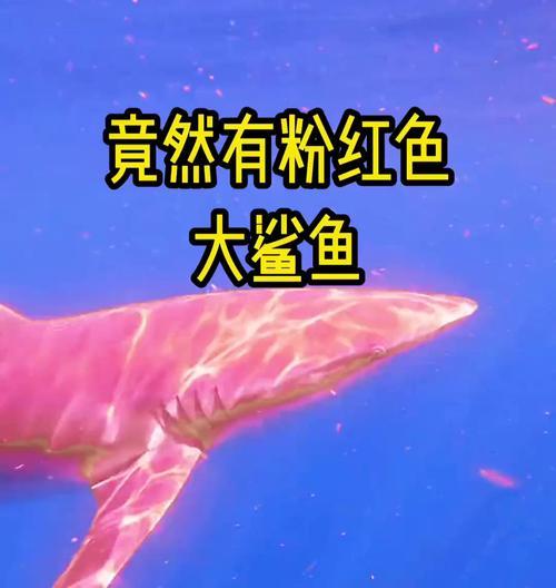绝地求生中粉色小鲨鱼的获取方式是什么？如何获得稀有物品？