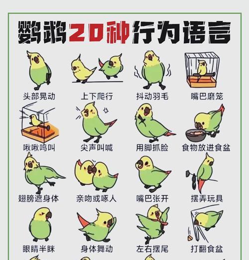 象征鸟培养技巧有哪些？