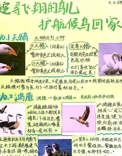 象征鸟培养技巧有哪些？
