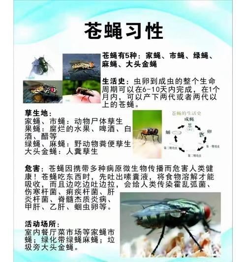苍蝇偷资源的策略是什么？如何提高效率？