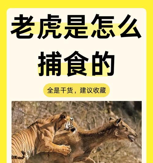 绝地求生中如何有效打老虎？