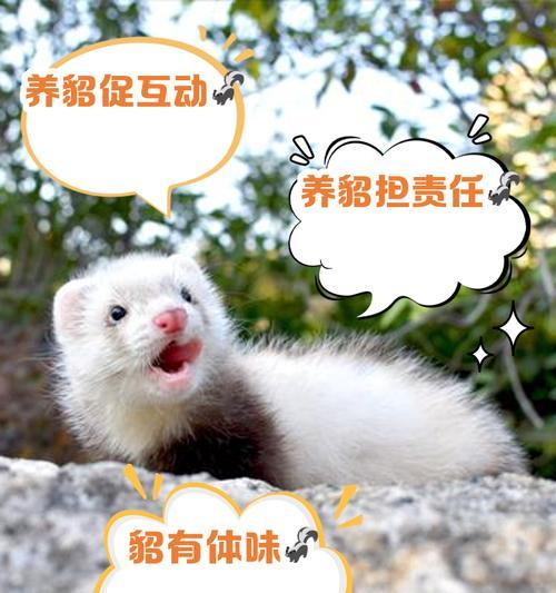 在《我的世界》中驯服貂的方法是什么？驯服后能做些什么？