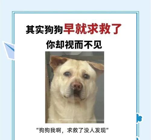 更换宠物时遇到问题怎么办？