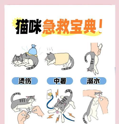 更换宠物时遇到问题怎么办？