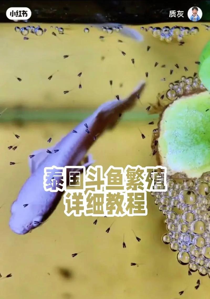 合斗鱼的正确步骤是什么？