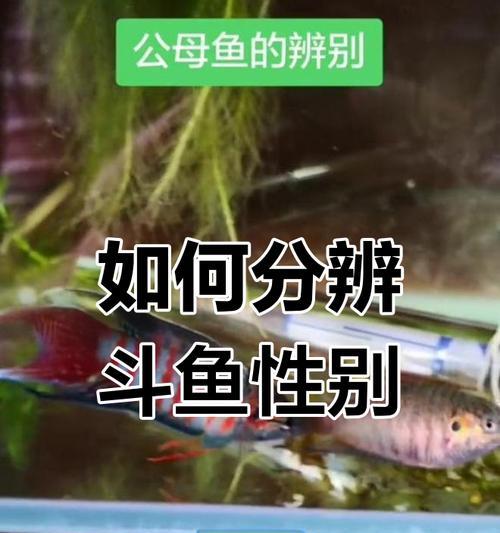 合斗鱼的正确步骤是什么？