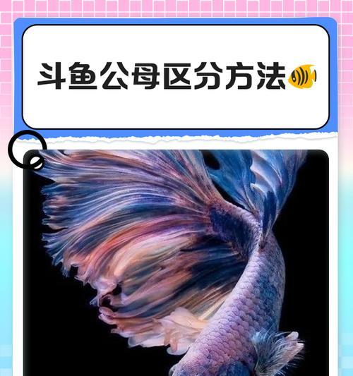 合斗鱼的正确步骤是什么？