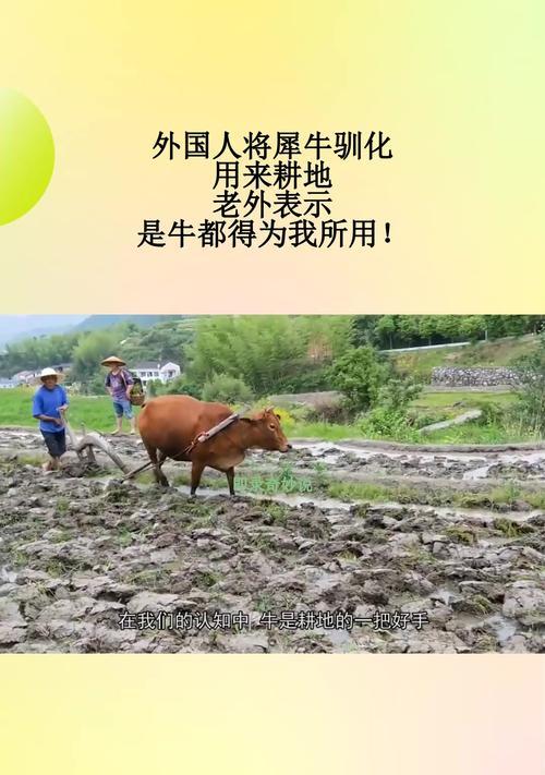 驯化犀牛需要哪些步骤？驯化后有何用途？