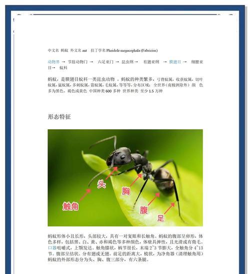 我的世界中如何捕捉蚂蚁？需要什么工具？