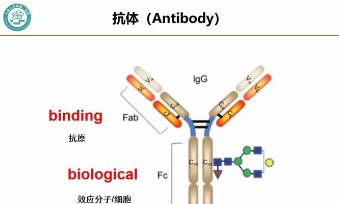 取消抗体的正确方法是什么？