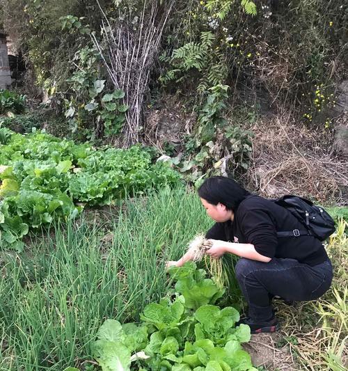小森生活中的防盗菜指南（如何有效防止别人在小森生活中偷菜）