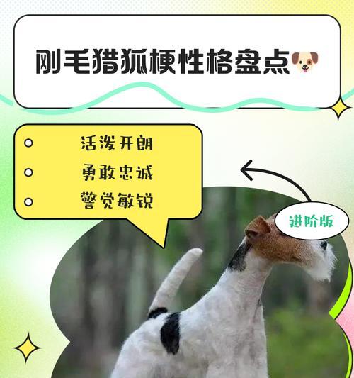 我的世界中猎狐犬如何驯服？驯服猎狐犬的技巧有哪些？