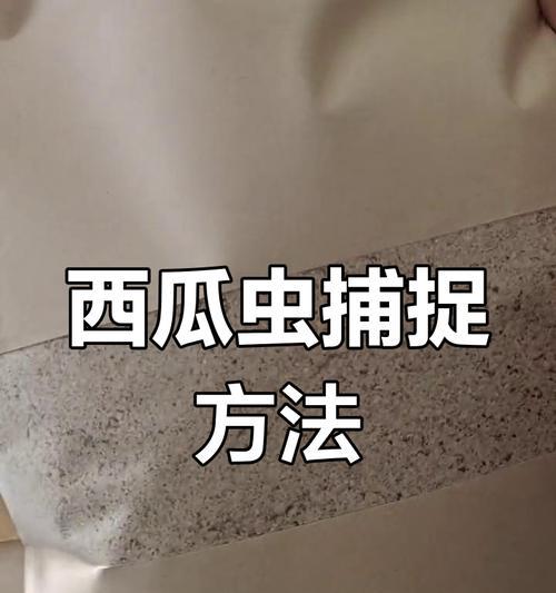 抓虫子的技巧和方法是什么？