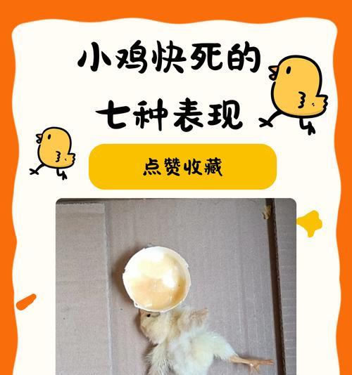 我的世界小鸡如何繁殖？生蛋的条件和方法是什么？
