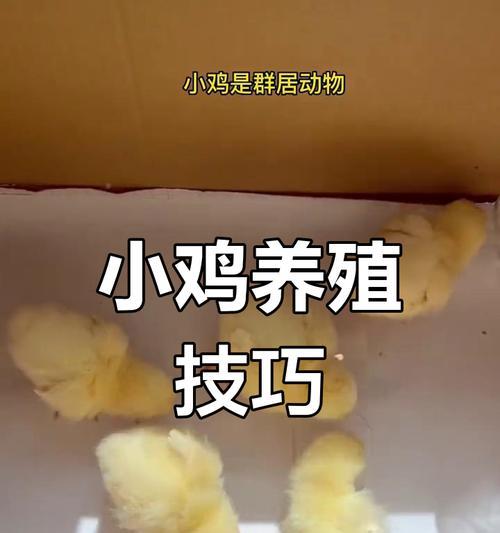 我的世界小鸡如何繁殖？生蛋的条件和方法是什么？