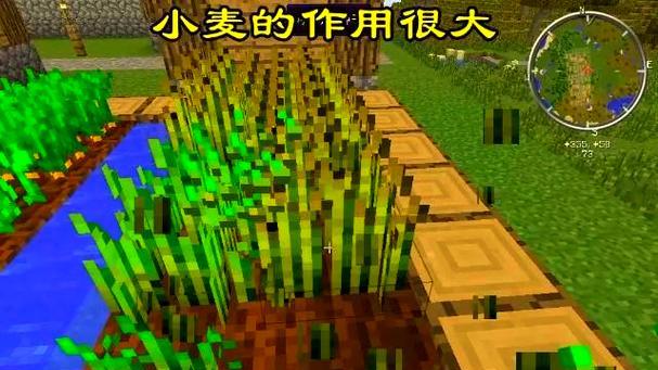 我的世界种植小麦的步骤是什么？