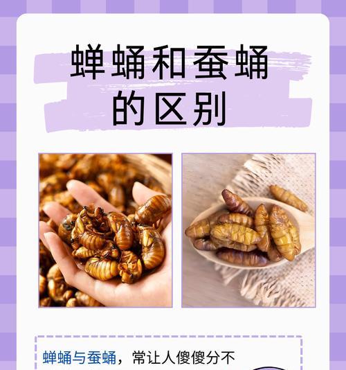 王者荣耀蝉蛹玩法介绍？蝉蛹技能如何运用？