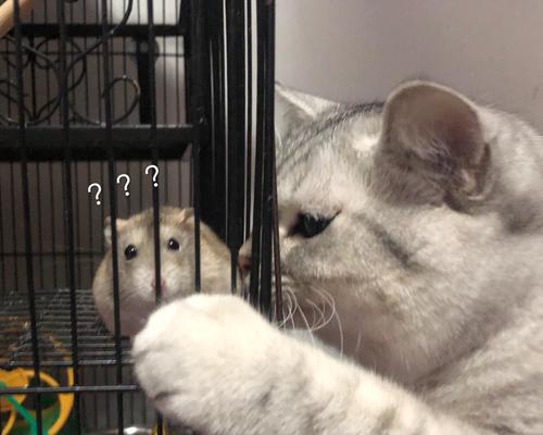《以灵猫传橘灵王母》（打造最强宠物战队）