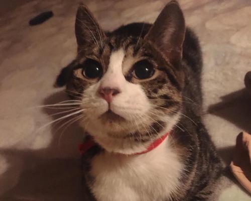 《以灵猫传橘灵王母》（打造最强宠物战队）